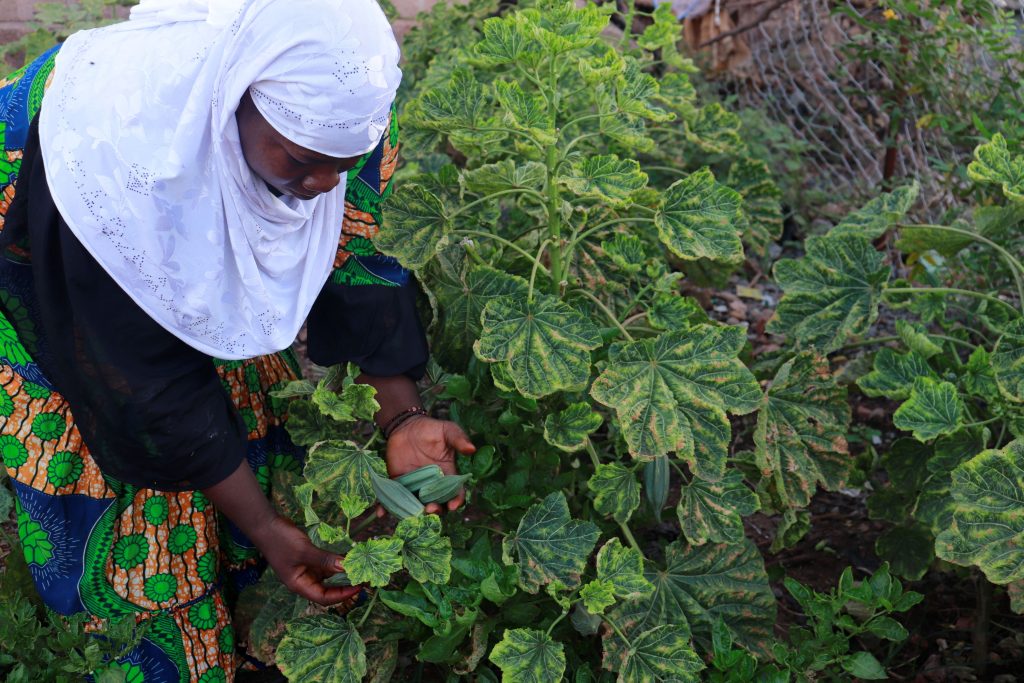 A member of the cooperative shows very healthy vibrant green okra, cultivated in their garden.