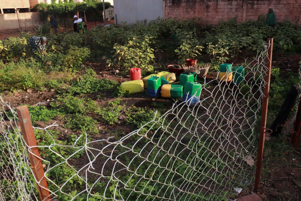Women work in their shared vegetable garden, within a fenced boundary, a pile of water cans is visible, recently emptied.